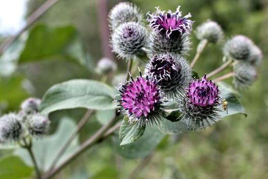 flowering burdock the plant with latin name Arctium lappa