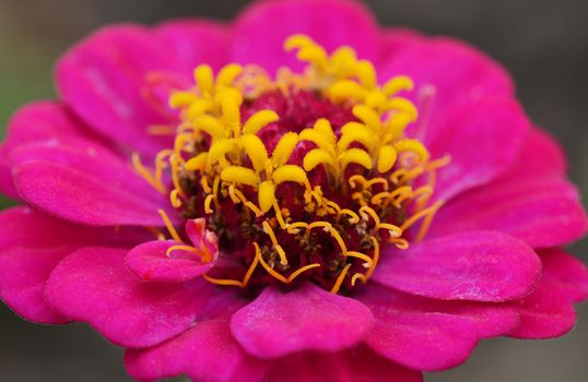 Macro of a bright pink zinnia flower with contrasting yellow stamens