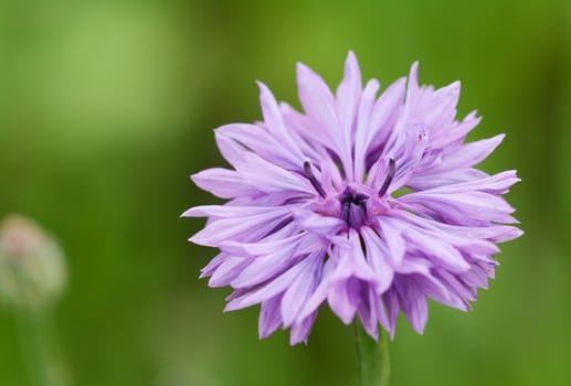 Macro of a lilac-coloured cornflower, also known as bachelor's button, against a green background