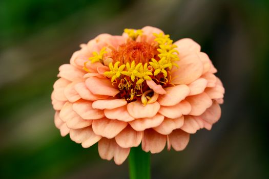 Macro of a zinnia flower with layers of small peach-coloured petals and yellow stamens