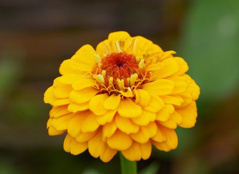 Macro of a bright yellow zinnia flower with layers of petals and a red centre