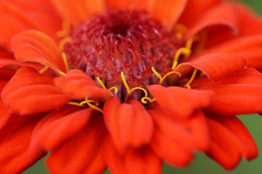 Abstract macro of a deep red zinnia flower with curly yellow stamens