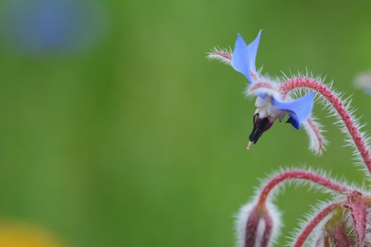 Macro of a pale blue borage flower in profile against a green background with copy space