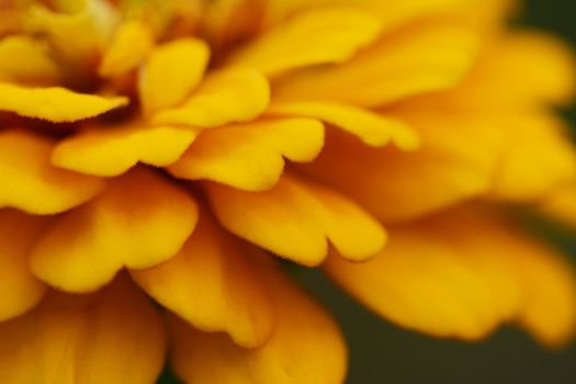 Abstract macro of layered petals of a yellow zinnia flower