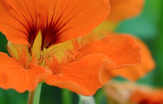 Abstract macro of an orange nasturtium flower with dark red markings