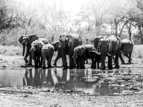 Herd of thirsty african elephants drinking water at waterhole. Moremi Game Reserve, Okavango Region, Botswana. Black and white image.