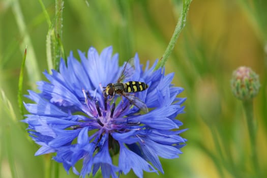 Hoverfly lands on a blue cornflower bloom in a garden
