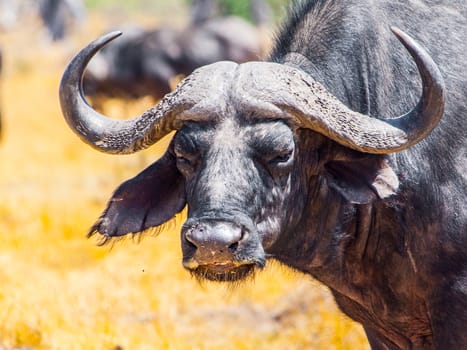 Close-up portrait of african Cape buffalo, Syncerus caffer, Moremi Game Reserve, Okavango Region, Botswana, Africa.