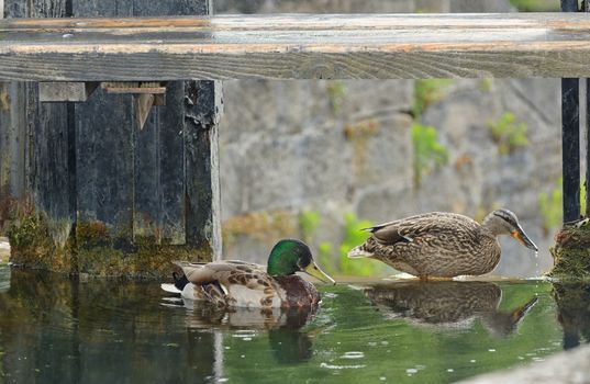 Mallard Duck Couple near dam on lake