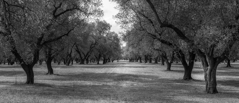 Italy, Puglia region, south of the country. Traditional plantation of olive trees.