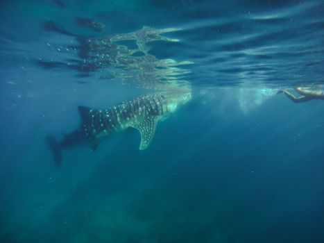Swimming snorkeling with big whale sharks. Entertainment for tourists in the area of the city of Oslob on the island of Cebu Philippines.