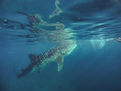 Swimming snorkeling with big whale sharks. Entertainment for tourists in the area of the city of Oslob on the island of Cebu Philippines.