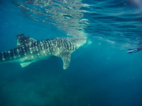 Swimming snorkeling with big whale sharks. Entertainment for tourists in the area of the city of Oslob on the island of Cebu Philippines.