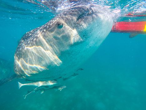 Swimming snorkeling with big whale sharks. Entertainment for tourists in the area of the city of Oslob on the island of Cebu Philippines.