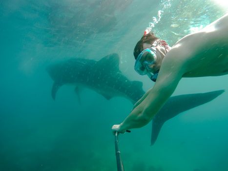 Swimming snorkeling with big whale sharks. Entertainment for tourists in the area of the city of Oslob on the island of Cebu Philippines.