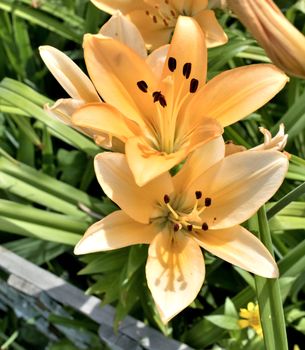 flower cream Lily in the light of the morning sun