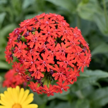 little red flowers, similar to the cross on blurred nature background