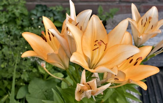 flower cream Lily in the light of the morning sun