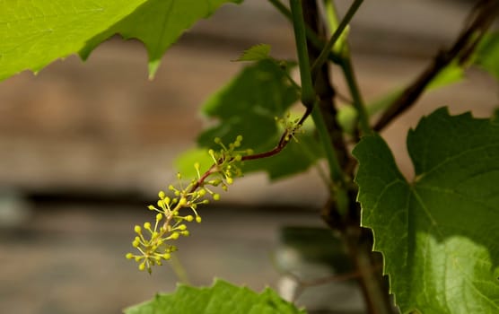 branch with small green unripe berries of the grapes