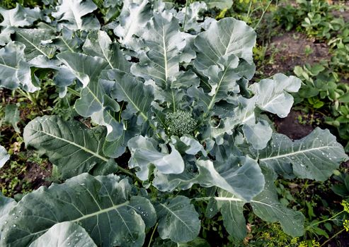 large green leaves of broccoli in the garden