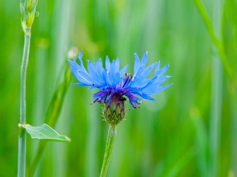 Detailed view of blue cornflower, Centaurea cyanus, on spring green field background bokeh.