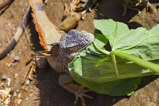 Iguana bitting on a large leave