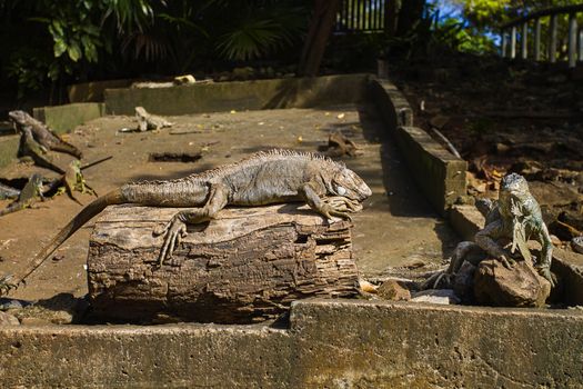 two brown iguanas resting on rocks under the sun