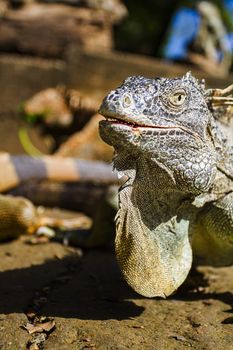 Close-up of an iguana head under the sun