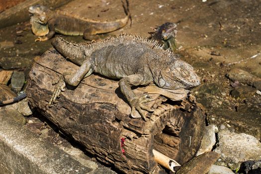 iguana sleeping on a long under the sun