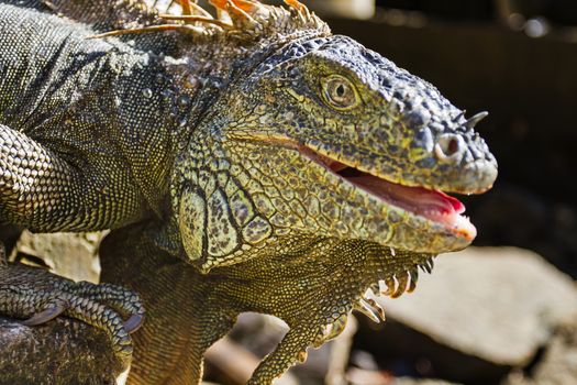 Close up of a head of an iguana