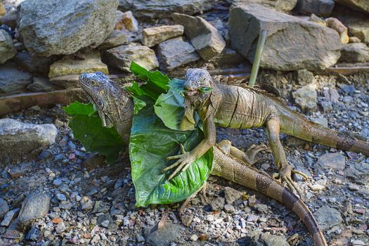 one iguage eating a leave, the other hidding under leaves