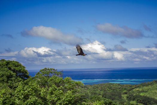 Vulture flying over a green jungle and blue sky