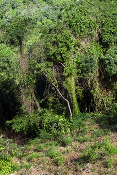 Texture image of a Roatan green jungle