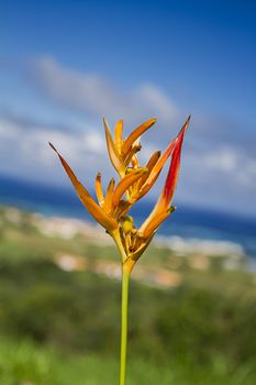 Close up of a Psittacorum Halloween against a blue sky