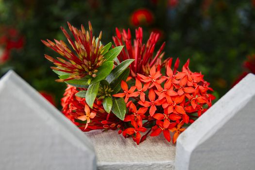 Tropical red flowers by a white picked fence