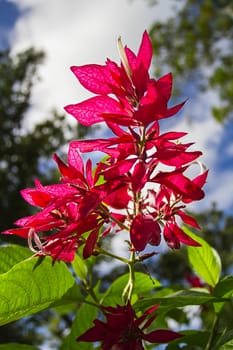 Large red tropical flower against a cloudy sky