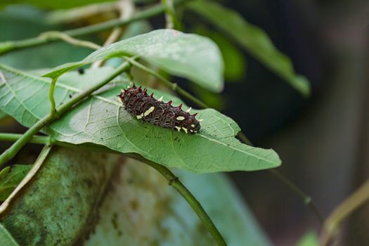 Anchises cattleheart caterpillar on a green leaf