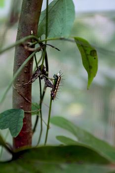small spikey caterpillar on a leaf stem in the