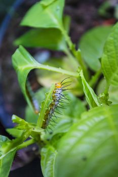 Yellow caterpillar on the tip of a leaf