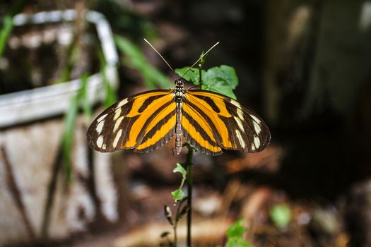 Close-up of a cream-spotted tigerwing in a tropical forest