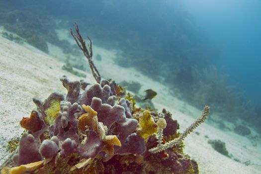 Part of an Atlantic coral reef deep underwater