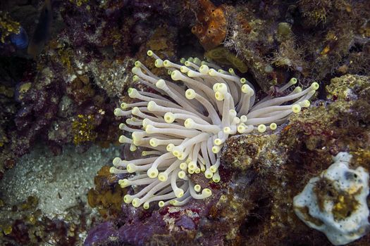 Giant anemone growing between rock in a reef