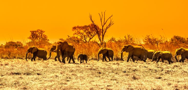 Herd of african elephants at waterhole. Chobe National Park, Okavango Region, Botswana, Africa. Panoramic image.