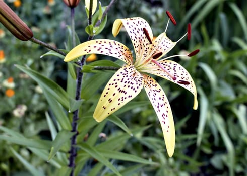 yellow tiger Lily flower on blurred nature background, soft focus