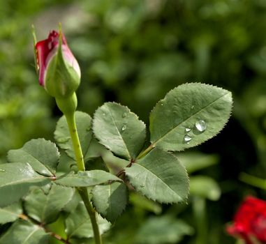 rose leaf with raindrops on blurred green nature background