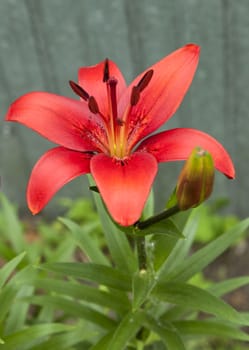 just bloomed red Lily on blurred nature background