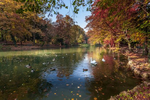 Autumn Scene at the Lake in Parco di Monza