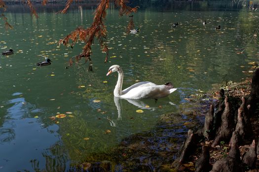 Swan gliding along the Lake in Parco di Monza