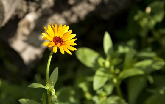 bloomed yellow calendula the flower with latin name Calendula