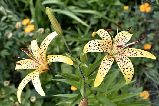 yellow tiger Lily flowers on blurred nature background, soft focus